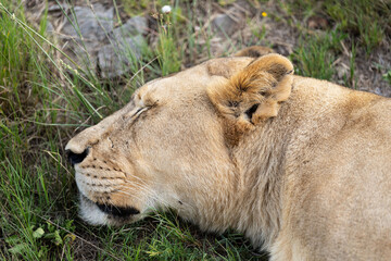 A lioness sleeps in the grass of the South African savannah