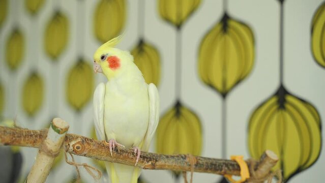 Parrot cockateil. Сockatiel parrot sits on a branch on the background of wallpaper. Lutino cockateil. Cute cockatiel. Interior shot
