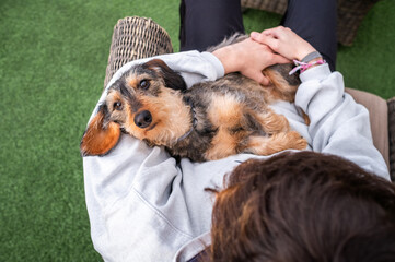 a purebred dachshund with wire hair rests in the arms of his master seen from above and looks at the camera