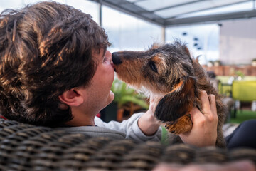 A purebred wiry-coated dachshund licks the face of his smiling master in what appears to be an...