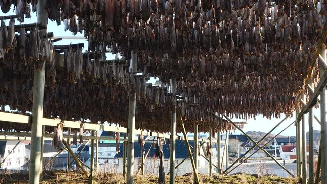 Industrial Fishing and Processing Technologies on Lofoten islands, Norway. A lot of fishes hanging and drying on wooden racks.