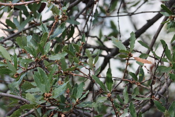 California Scrub Oak, Quercus Berberidifolia, a native monoecious arborescent shrub displaying simple alternate elliptically oblong leaves during Winter in the Santa Monica Mountains.
