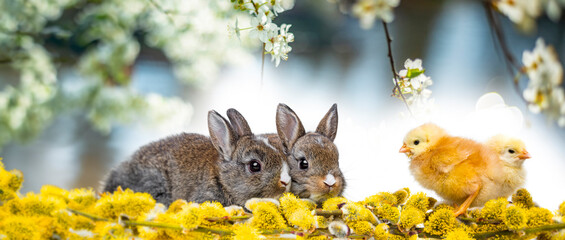 two little rabbits and spring flowering branch