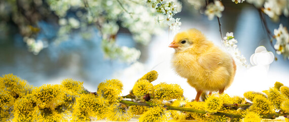 spring chicken and spring branch - 765828892