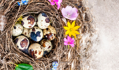 a nest with quail eggs - easter still life - 765829010