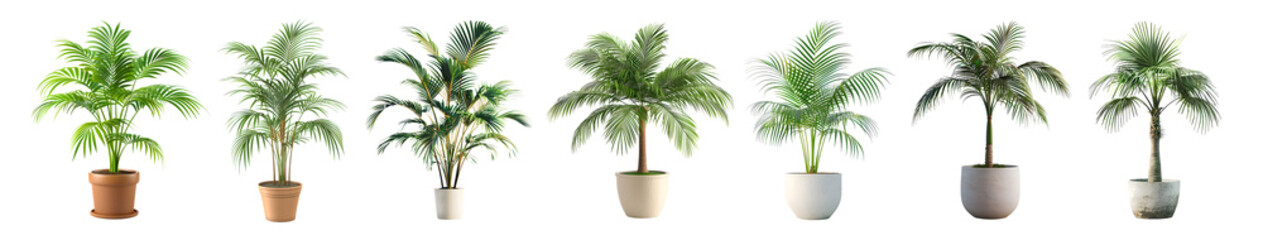 3D Rendering Pack of a Green Palm Tree in a Pot on Transparent Background - Ai Generated