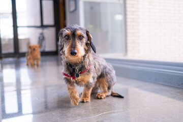 portrait of A young wirehaired dachshund sitting on a grey marble floor looking at camera with another dog blurred on the background