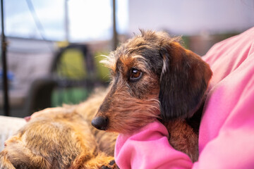 a small purebred wire-haired dachshund looks relaxed at the horizon. He is calm in the arms of his...