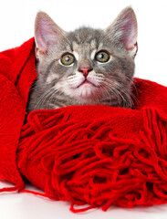cute kitten with a red scarf - 765829288