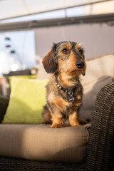 warm portrait of a wirehaired dachshund sitting on a brown garden chair.