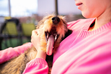 a small purebred wire-haired dachshund yawns with his mouth wide open showing his teeth and long...