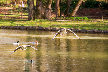 Two greylag geese take off from a pond in an early spring afternoon..