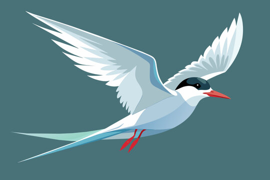arctic tern vector arts illustration