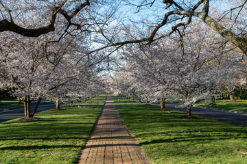 Richmond, Virginia - Cherry Blossom Trees on Windsor Way in the Windsor Farms section of Richmond