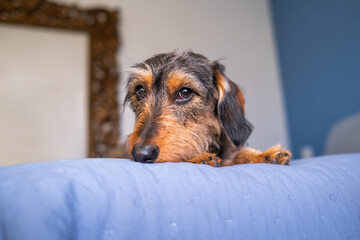Portrait of a wirehaired dachshund on a blue bed. It is the bed of his masters and it is forbidden to climb on it.