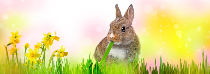 little baby rabbit eating a grass