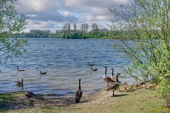 Canada Geese with Goslings at Elbsee Nature Reserve in Hilden close to D&uuml;sseldorf,North Rhine Westphalia,Germany Germany