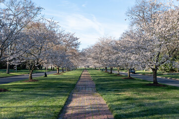 Richmond, Virginia - Cherry Blossom Trees on Windsor Way in the Windsor Farms section of Richmond