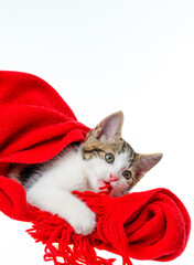 cute kitten playing with a red scarf - 765831055