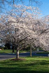 Richmond, Virginia - Cherry Blossom Trees on Windsor Way in the Windsor Farms section of Richmond