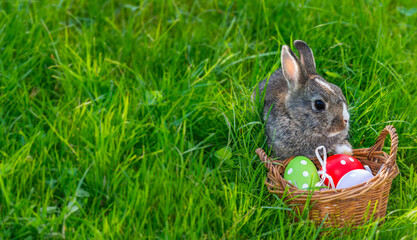 easter rabbit with a basket with easter eggs - 765831640