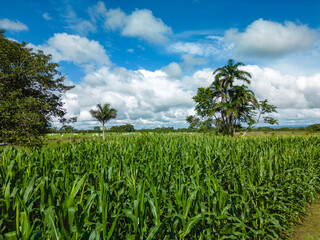 Agricultural corn field plantation from above, Chiriqui, Panama- stock photo