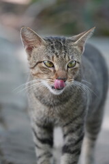 Obraz premium Beautiful wild cat in the park