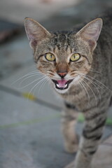 Beautiful wild cat in the park