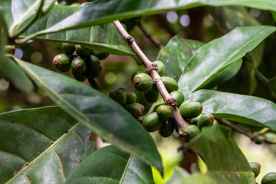Robusta Kaffestrauch
