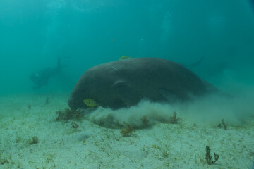 Manatee at the Sea of the Philippines
