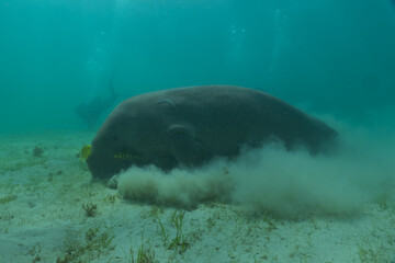 Manatee at the Sea of the Philippines
