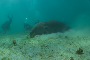 Manatee at the Sea of the Philippines
