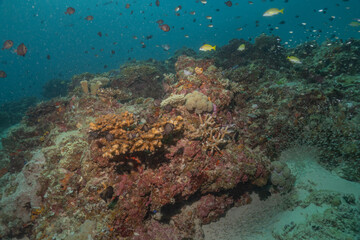 Fototapeta na wymiar Coral reef and water plants at the Sea of the Philippines 