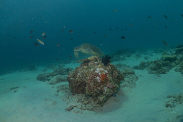 Hawksbill sea turtle at the Sea of the Philippines
