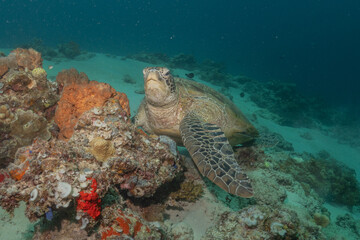 Obraz premium Hawksbill sea turtle at the Sea of the Philippines 