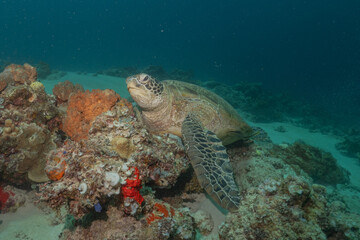 Obraz na płótnie Canvas Hawksbill sea turtle at the Sea of the Philippines 