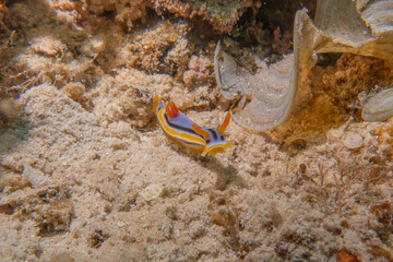 Sea slug at the Sea of the Philippines
