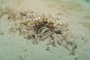 Fish swim in the Sea of the Philippines
