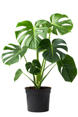 Monstera Deliciosa plant in pot isolated on transparent background