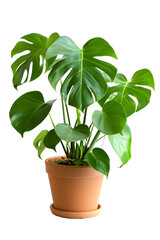 Monstera plant in pot isolated on transparent background