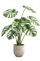Monstera plant in pot isolated on transparent background