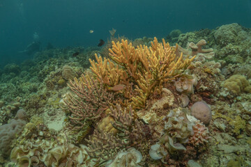 Coral reef and water plants at the Sea of the Philippines

