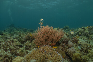 Coral reef and water plants at the Sea of the Philippines

