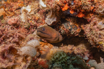 Moray eel Mooray lycodontis undulatus at the Sea of the Philippines
