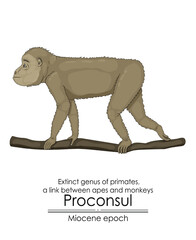 Proconsul, extinct genus of primates, a link between apes and monkeys from Miocene epoch.
