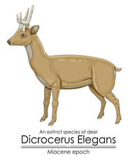 An extinct species of deer Dicrocerus Elegans from Miocene epoch.