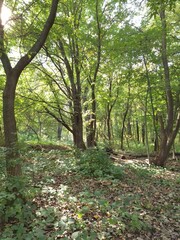 Afternoon sun on the bark of a tree