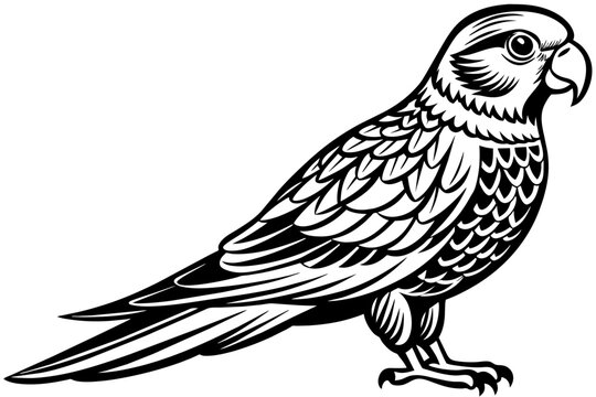 parrot-bird-vector-illustration