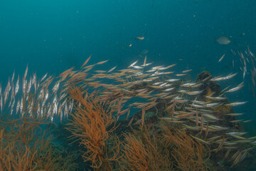 Naklejka na ściany i meble Fish swim in the Sea of the Philippines 