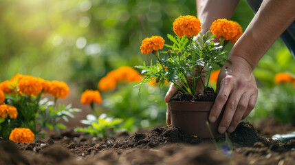 Hands delicately planting marigolds in a terra cotta pot. - obrazy, fototapety, plakaty